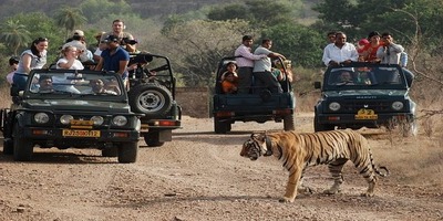 Ranthambore Safari Tours